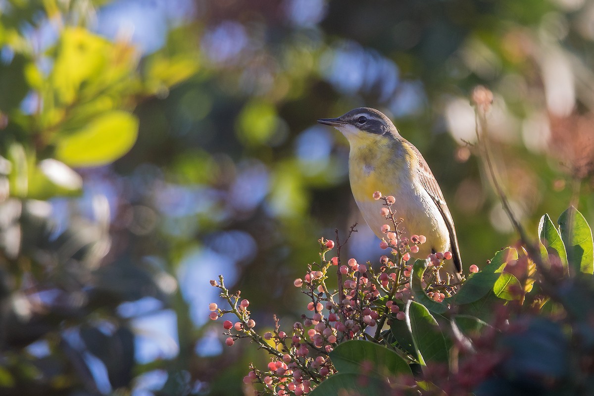 Eastern Yellow Wagtail - ML612746187