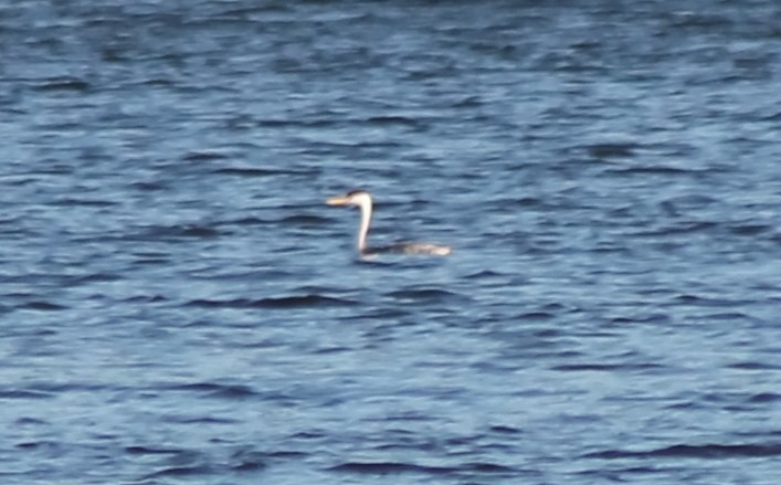 Clark's Grebe - Jon. Anderson