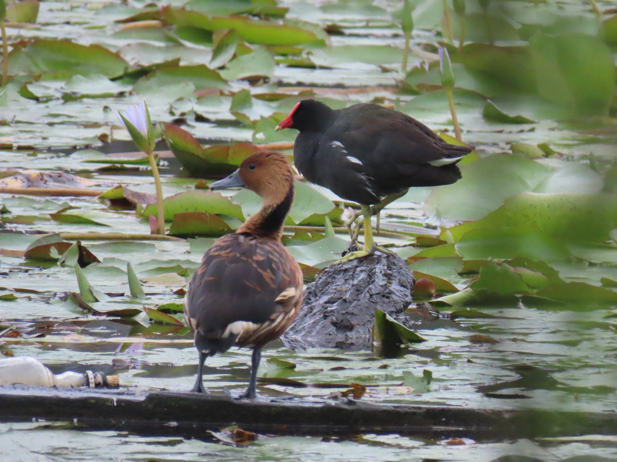 Fulvous Whistling-Duck - ML612746238