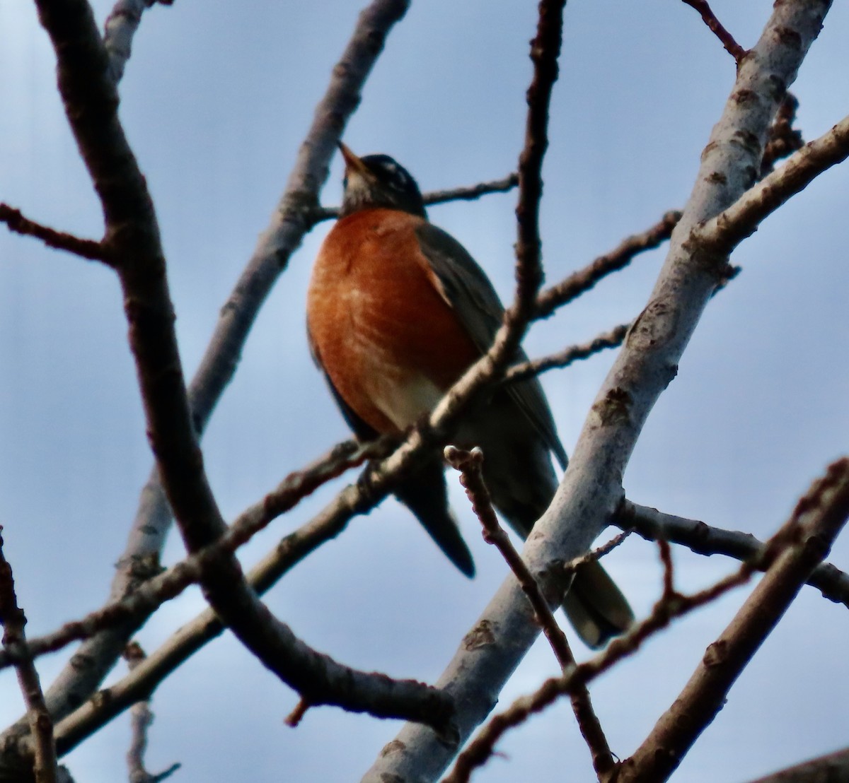 American Robin - ML612746310