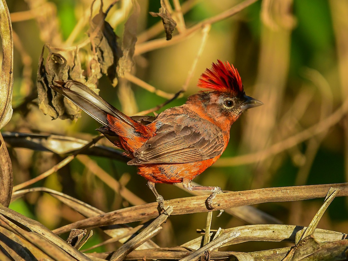 Red-crested Finch - ML612746321