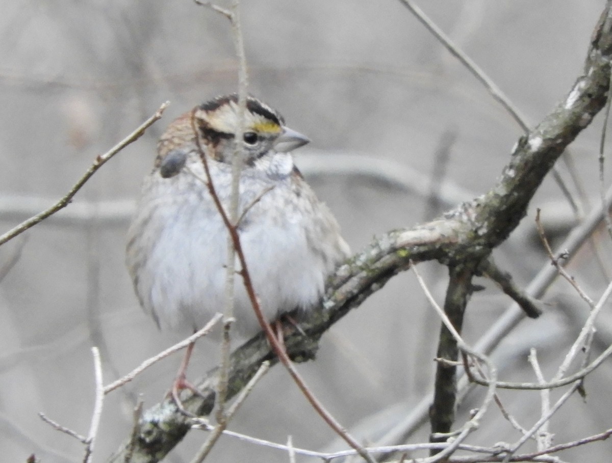 White-throated Sparrow - ML612746377
