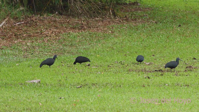 Green Ibis - ML612746393