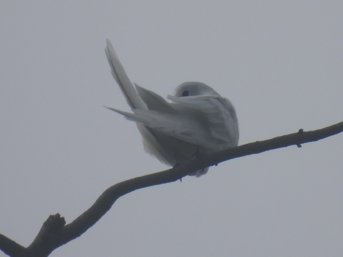 White Tern - Don Holcomb