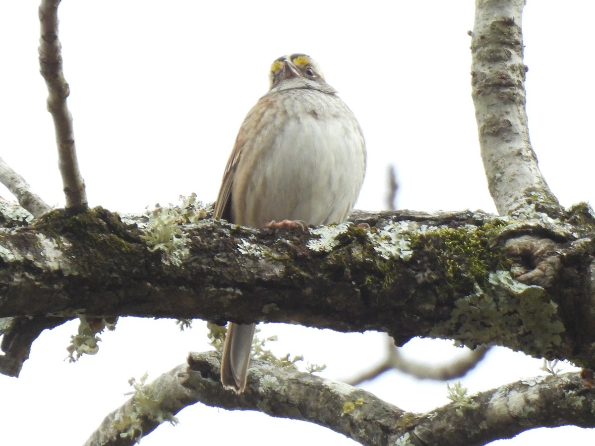 White-throated Sparrow - ML612746466