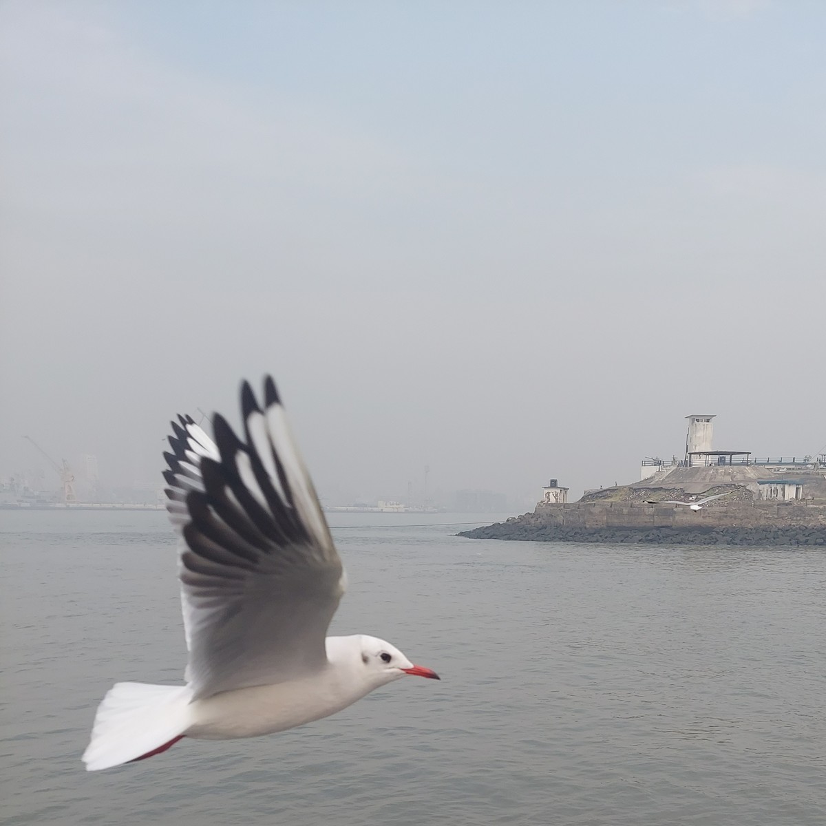 Black-headed Gull - ML612746602