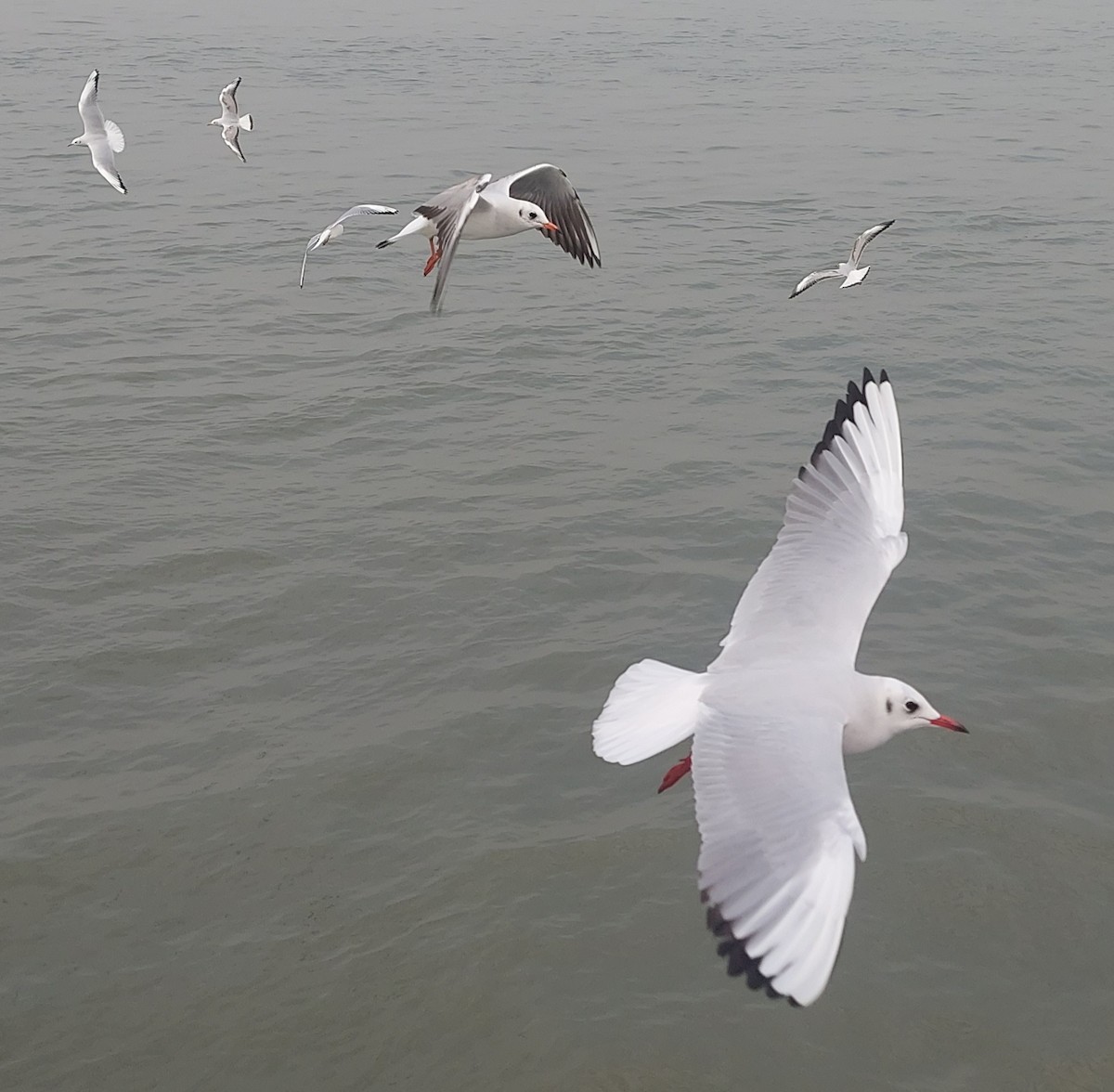 Black-headed Gull - ML612746603