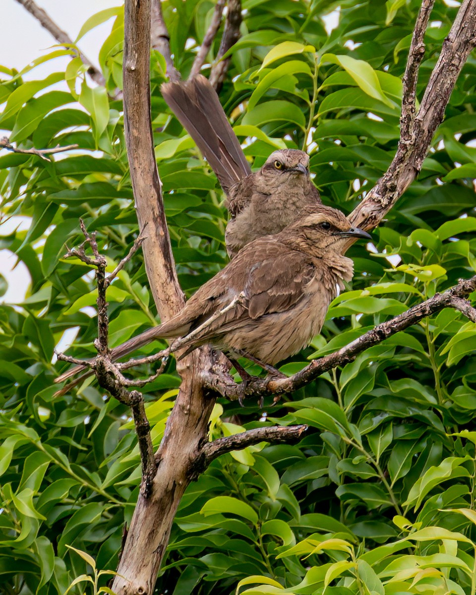 Chalk-browed Mockingbird - ML612746622