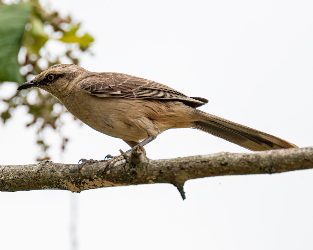 Chalk-browed Mockingbird - Victor Pássaro