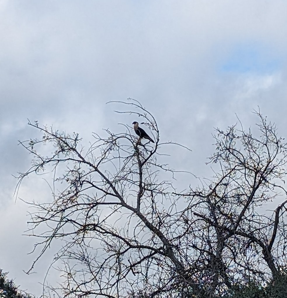 Crested Caracara - ML612746660