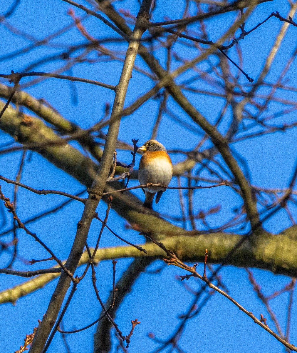 Brambling - ML612746712