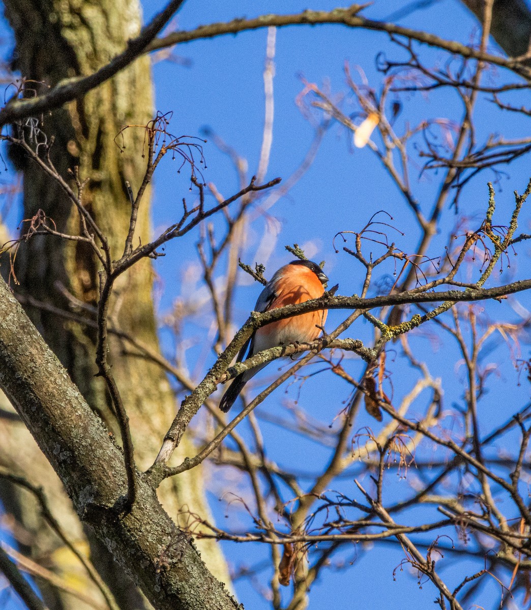 Eurasian Bullfinch - ML612746728