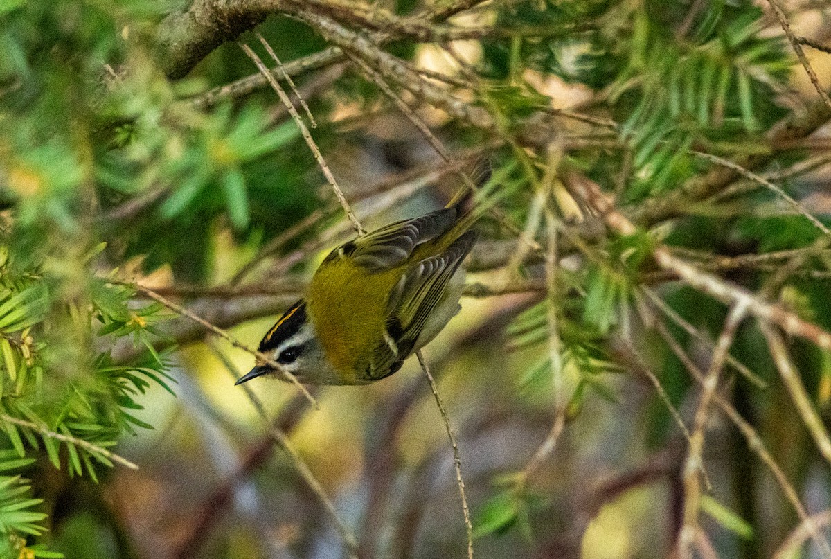 Common Firecrest - ML612746748