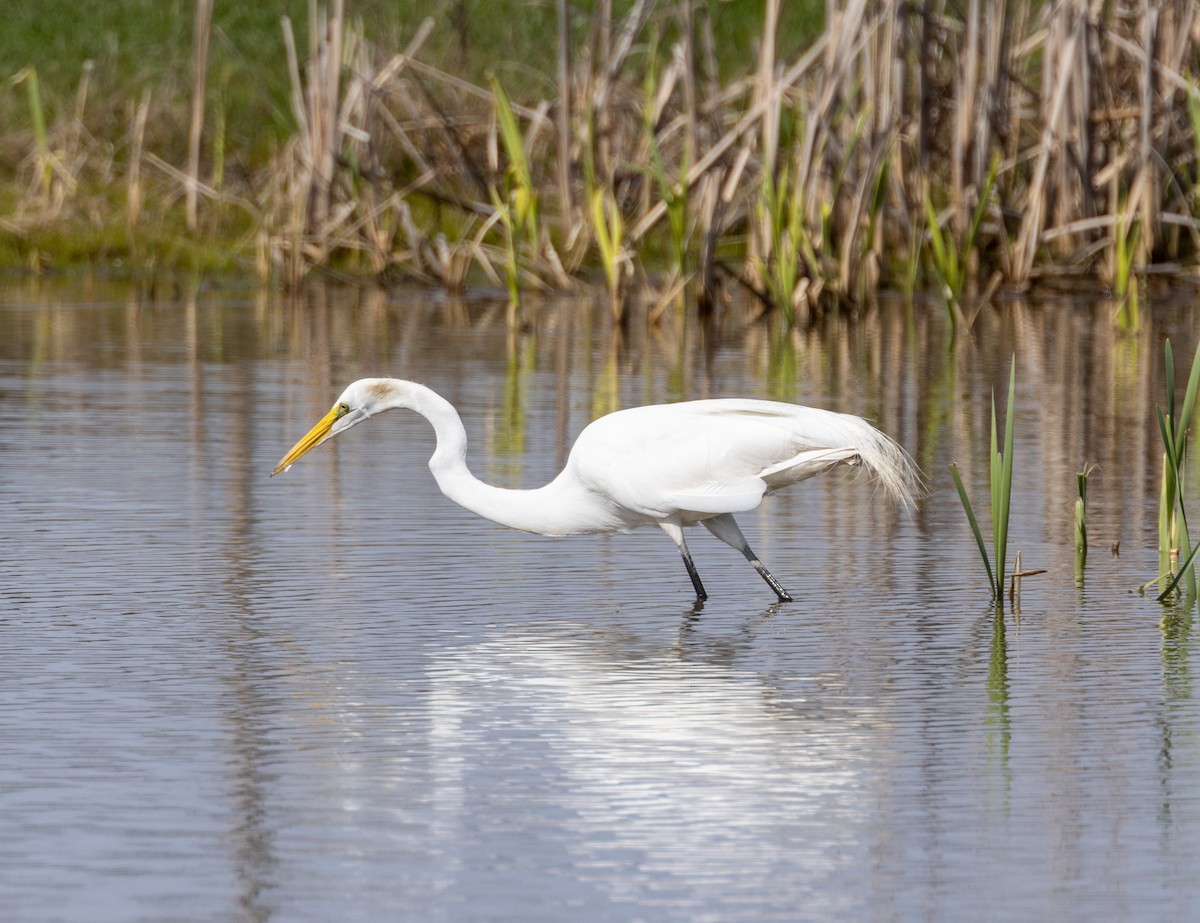 Great Egret - ML612746776