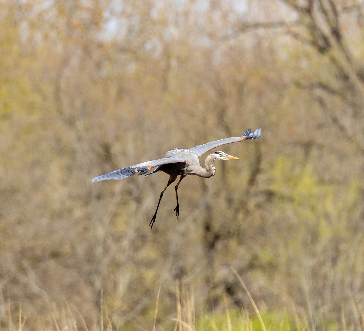 Great Blue Heron - ML612746784