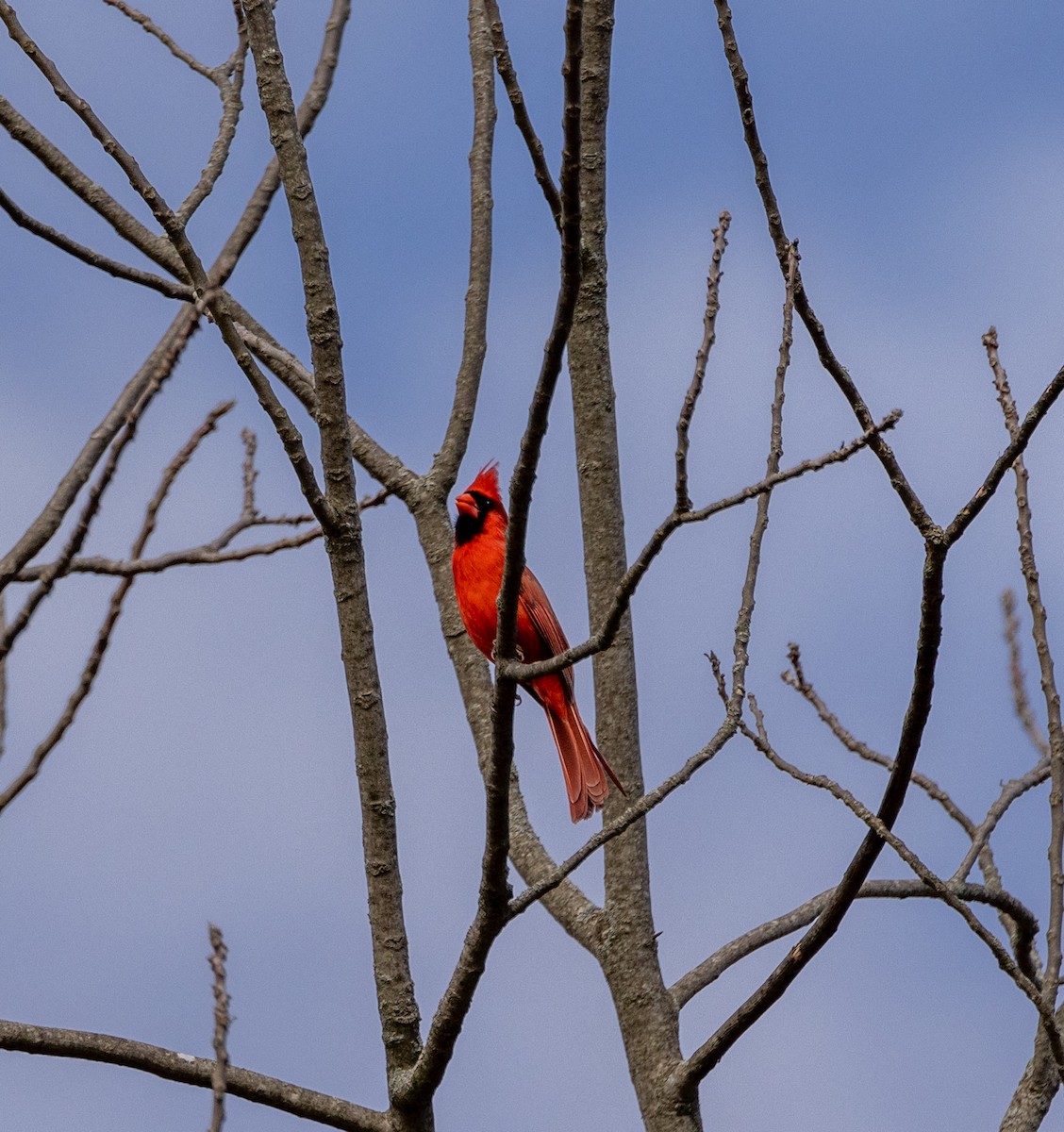 Northern Cardinal - ML612746790