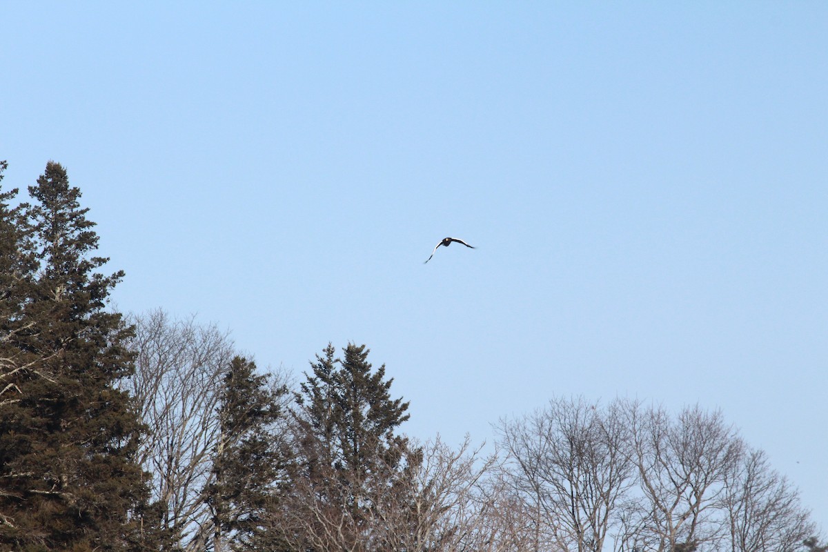 Steller's Sea-Eagle - ML612746855