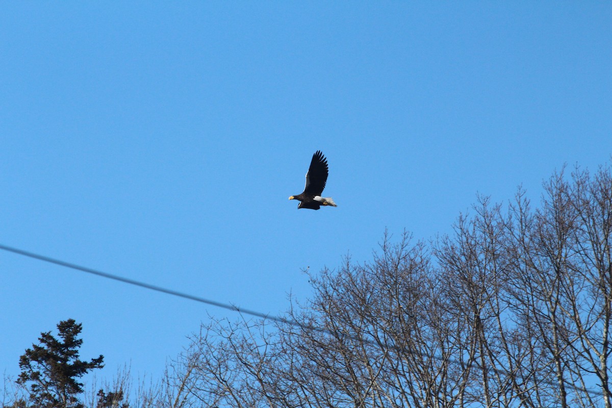 Steller's Sea-Eagle - ML612746856