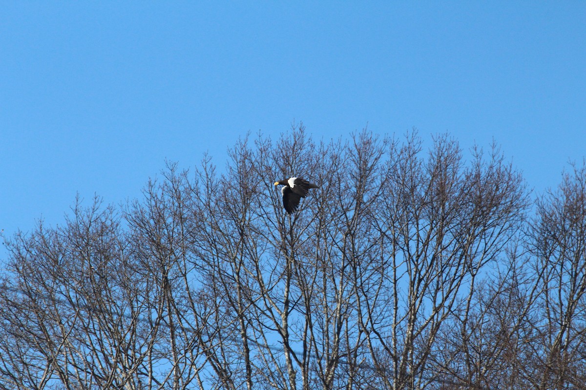 Steller's Sea-Eagle - ML612746857