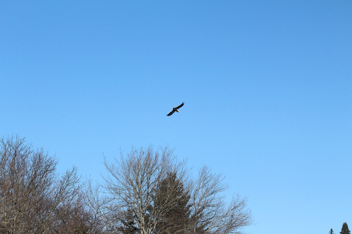 Steller's Sea-Eagle - ML612746860