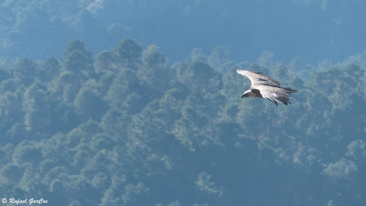 Eurasian Griffon - Rafael García