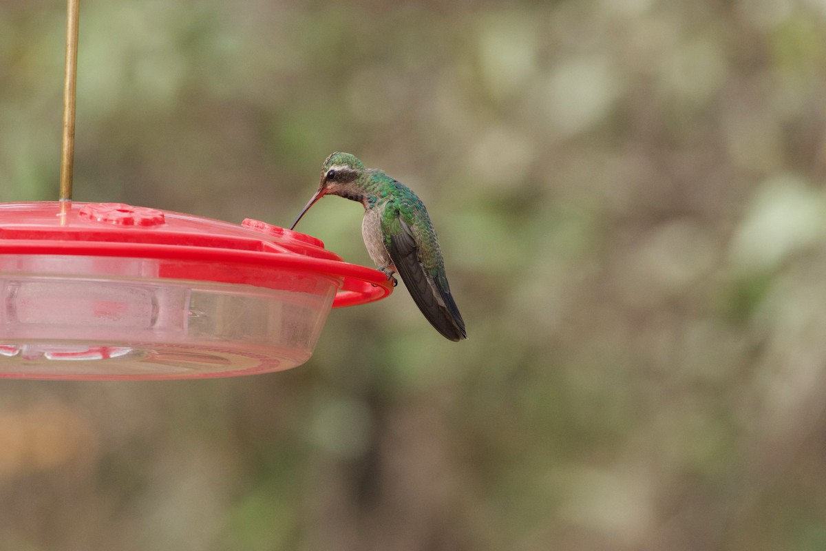 Colibrí Piquiancho Común - ML612746921