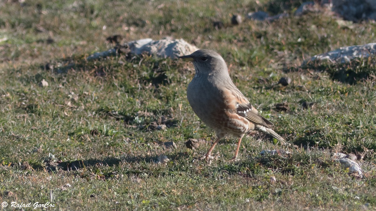 Alpine Accentor - Rafael García