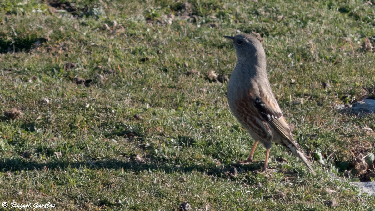 Alpine Accentor - ML612746941