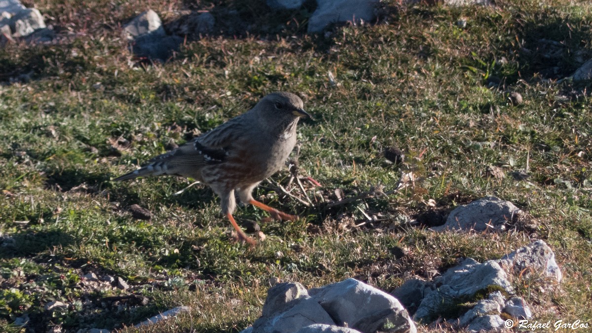 Alpine Accentor - ML612746942