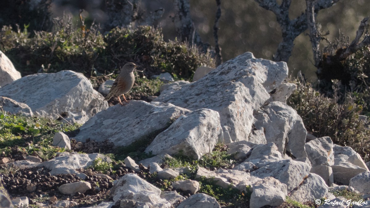 Alpine Accentor - ML612746943