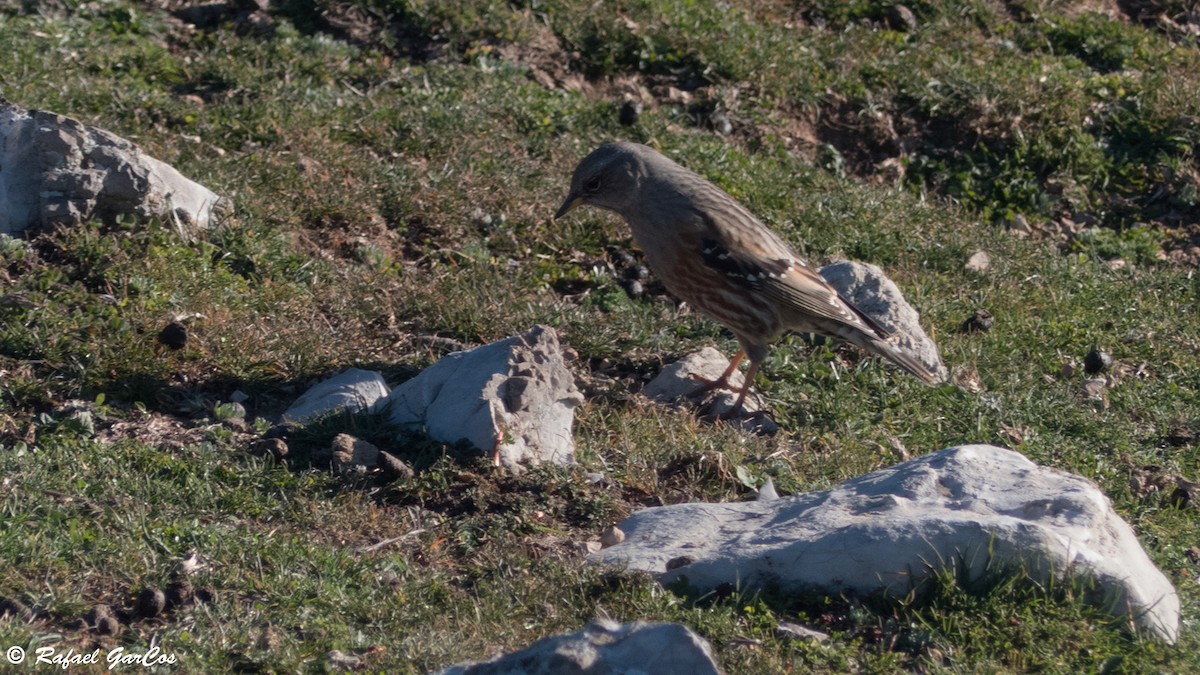 Alpine Accentor - ML612746945