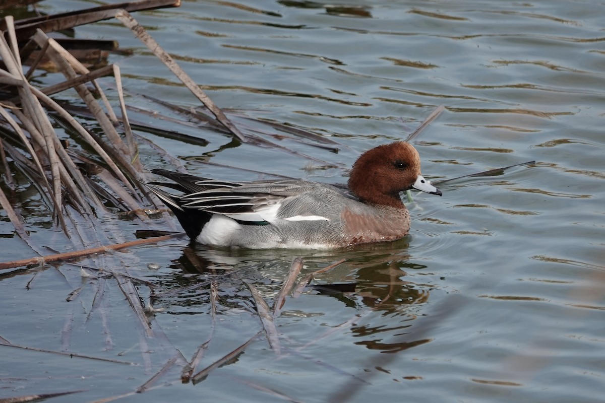 Eurasian Wigeon - ML612747171