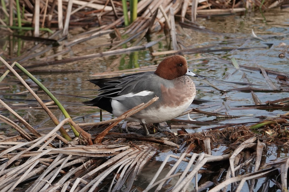 Eurasian Wigeon - Ricardo Saldanha