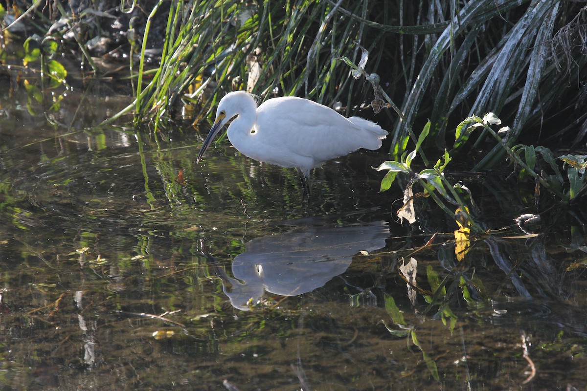 Snowy Egret - ML612747229