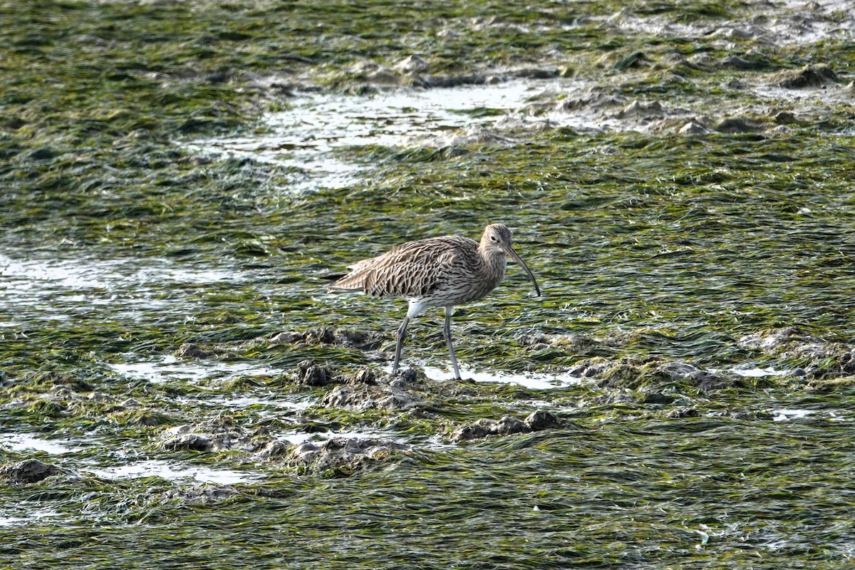 Eurasian Curlew - ML612747284