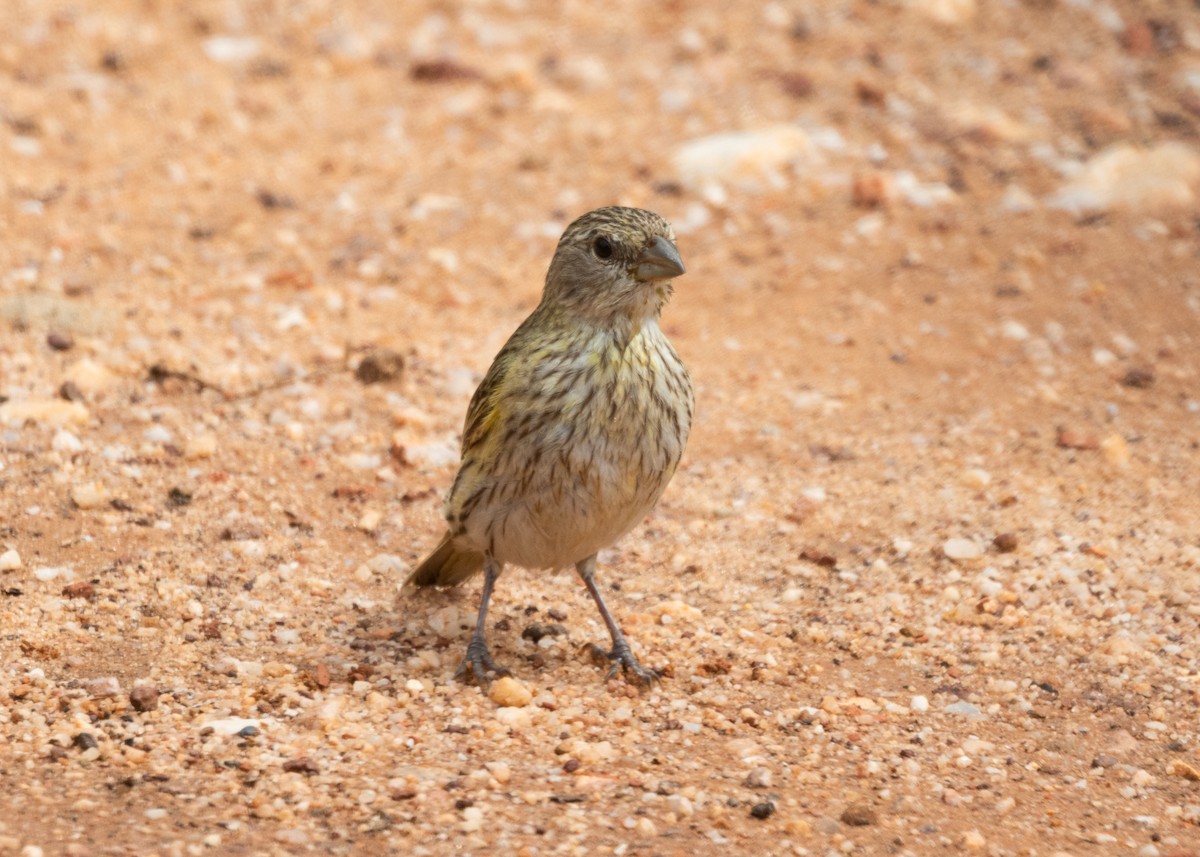 Saffron Finch (Pelzeln's) - ML612747317