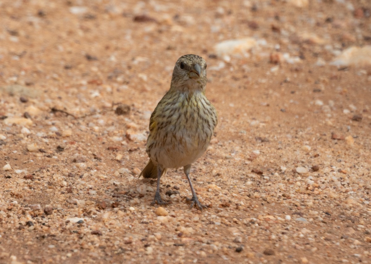 Saffron Finch (Pelzeln's) - ML612747318