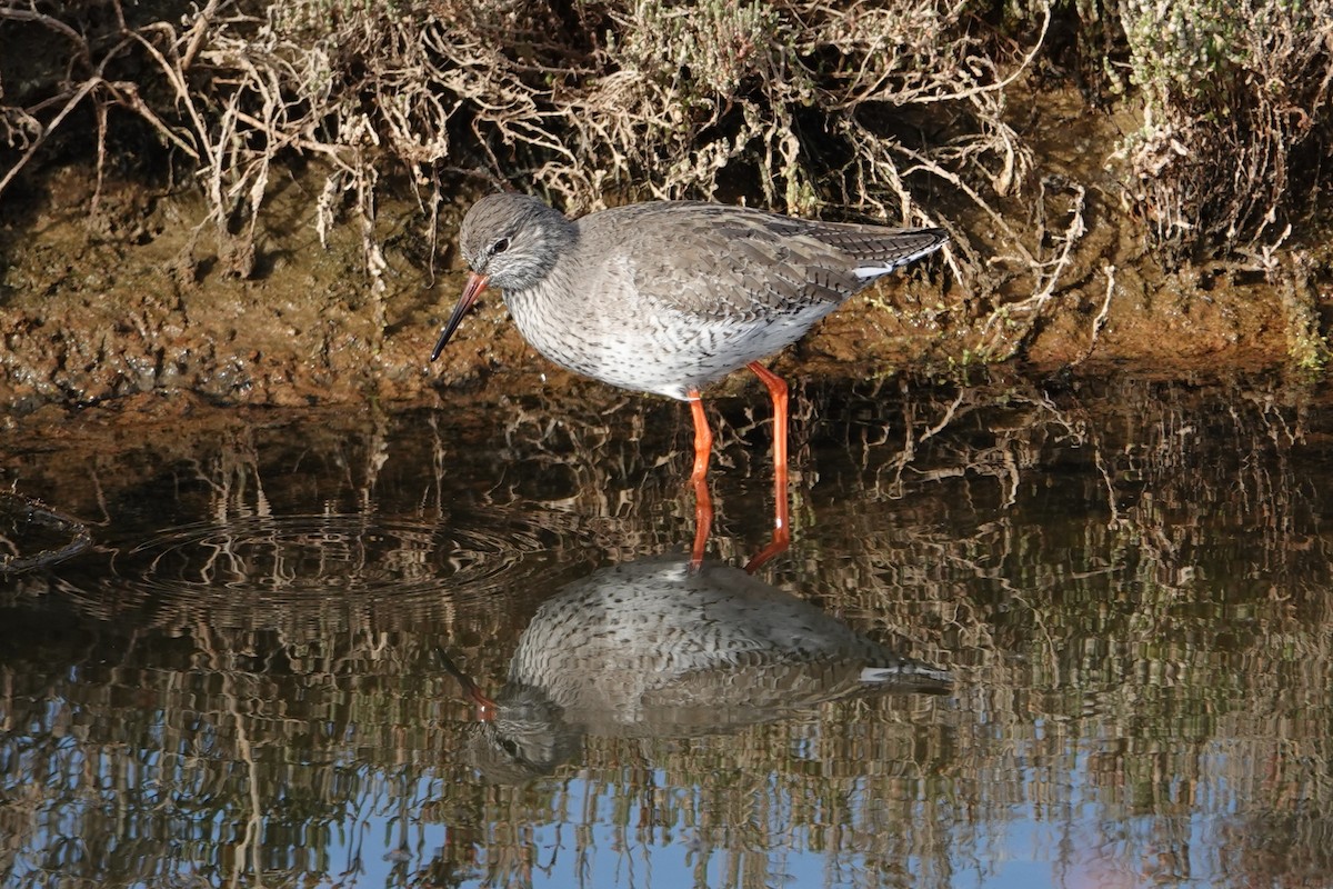 Common Redshank - ML612747325