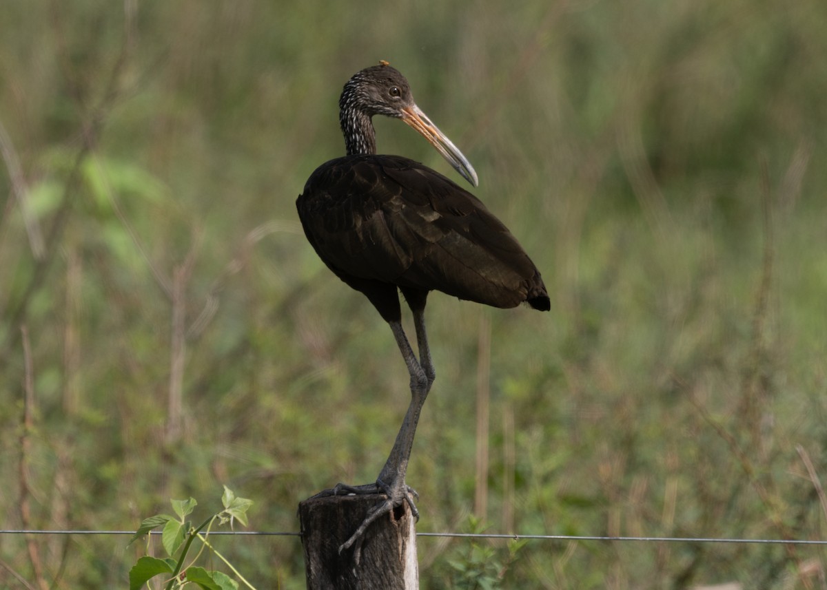 Limpkin (Brown-backed) - ML612747342