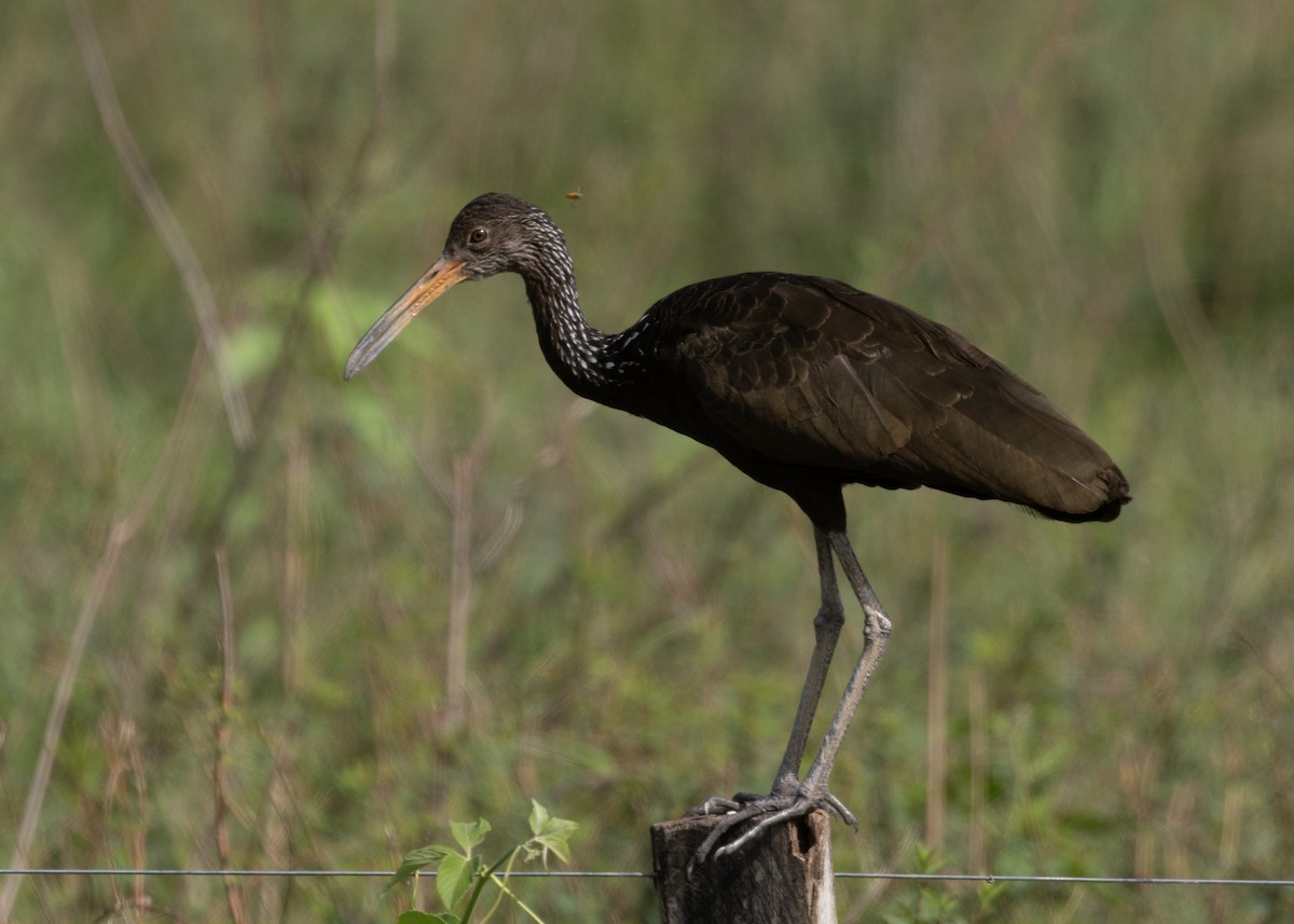 Limpkin (Brown-backed) - ML612747344