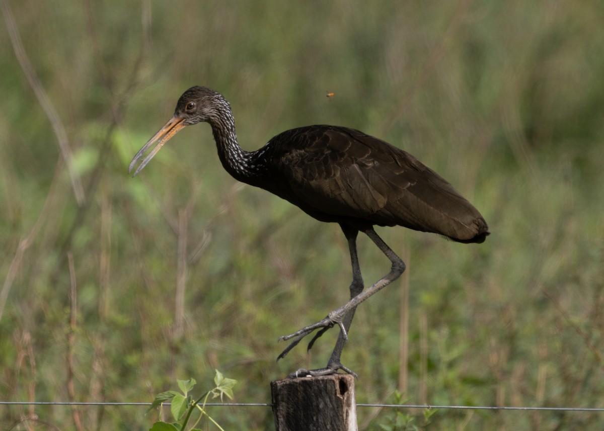 Limpkin (Brown-backed) - ML612747345