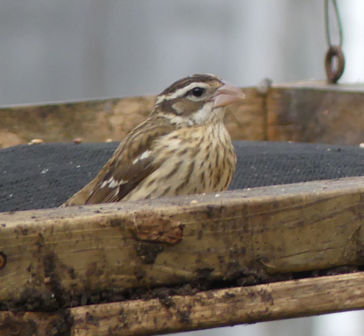 Rose-breasted Grosbeak - ML612747357