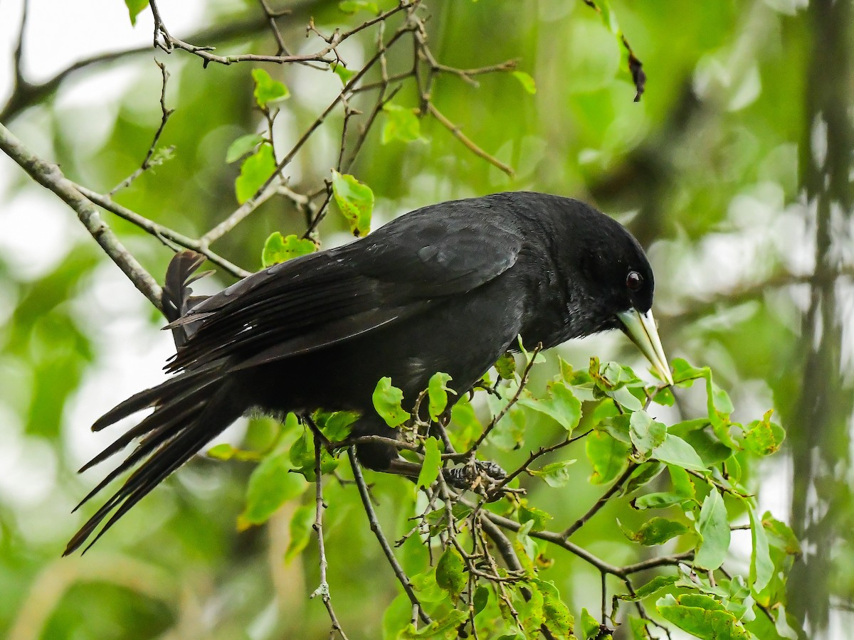 Solitary Black Cacique - Xueping & Stephan Popp