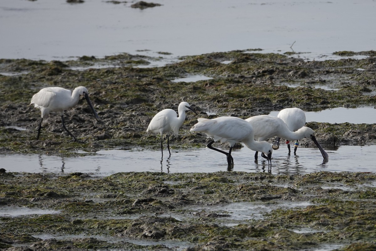 Eurasian Spoonbill - ML612747431