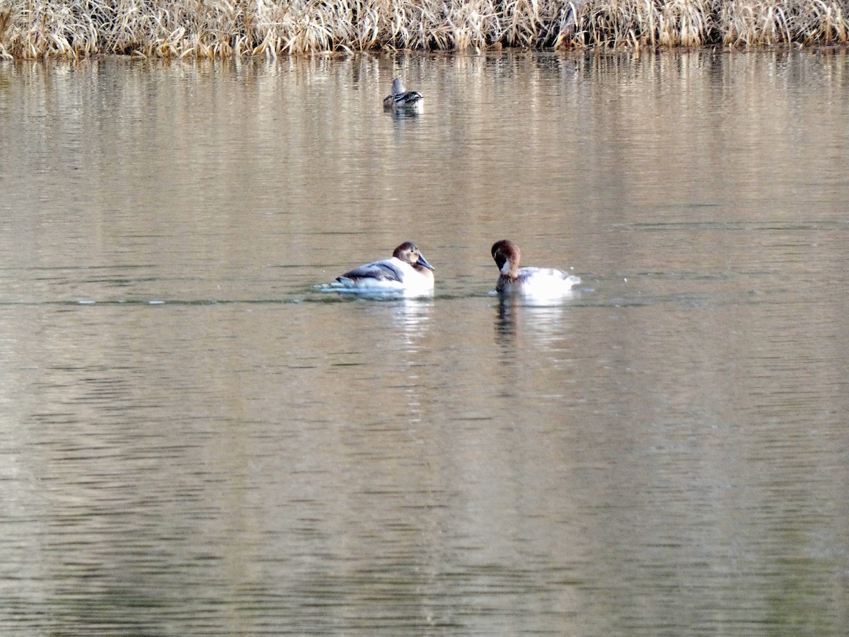 Canvasback - ML612747446
