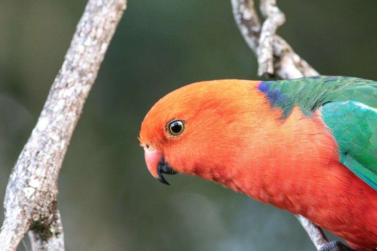 Australian King-Parrot - Tom Auer