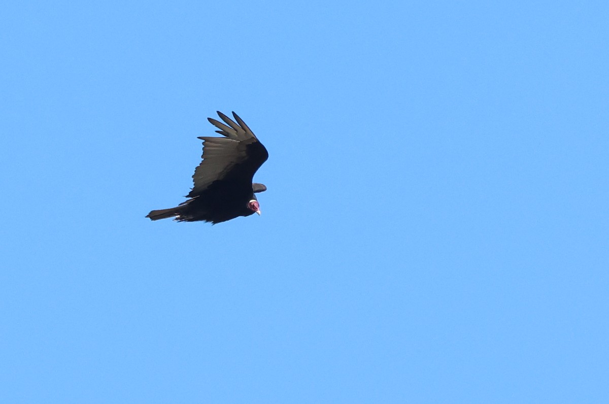 Turkey Vulture (South Temperate) - ML612747465