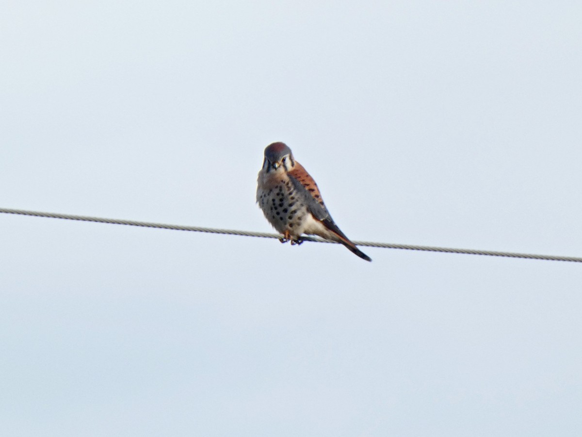 American Kestrel - ML612747483