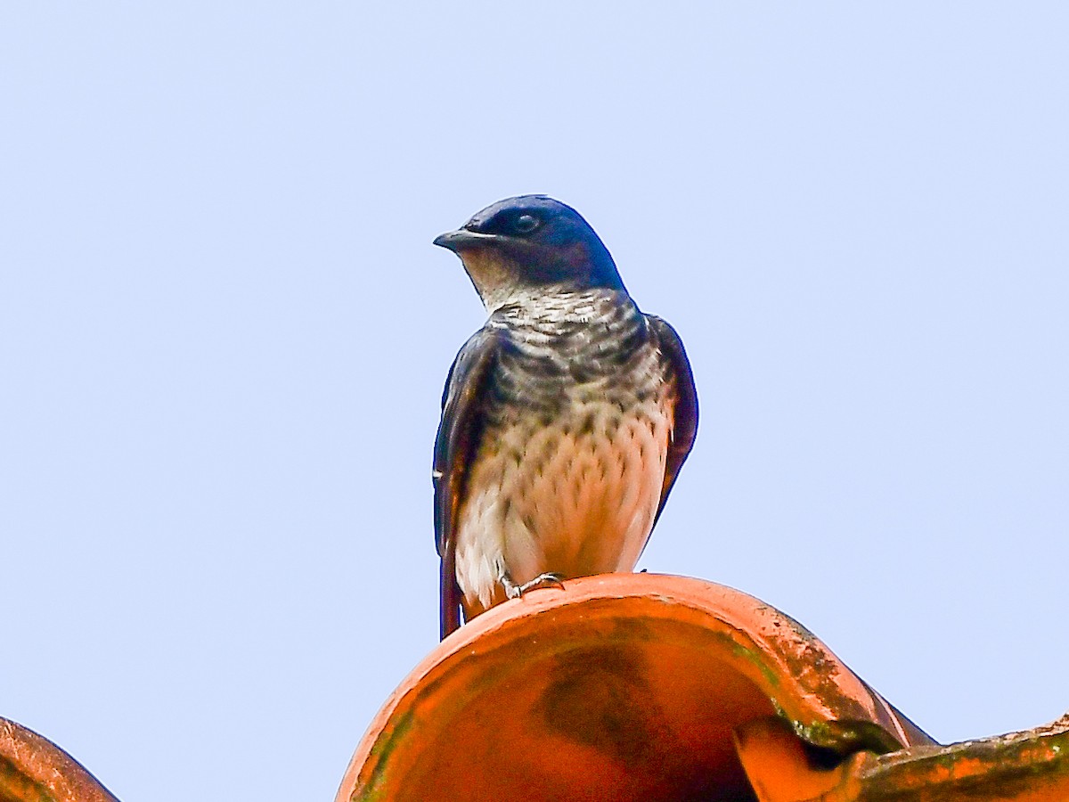 Gray-breasted Martin - ML612747488