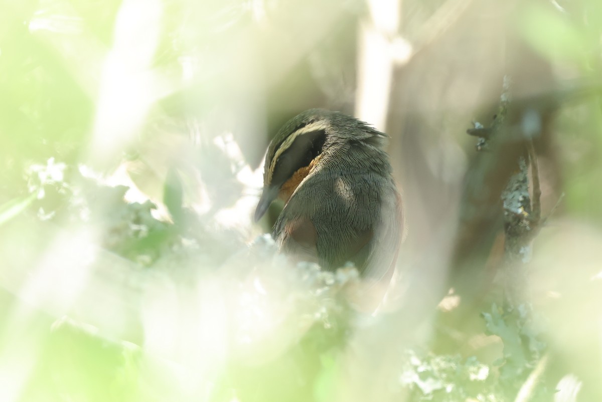 Olive-crowned Crescentchest - Michael McCloy